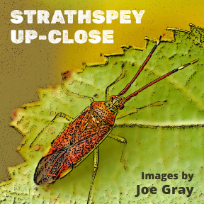 Strathspey Up-Close
